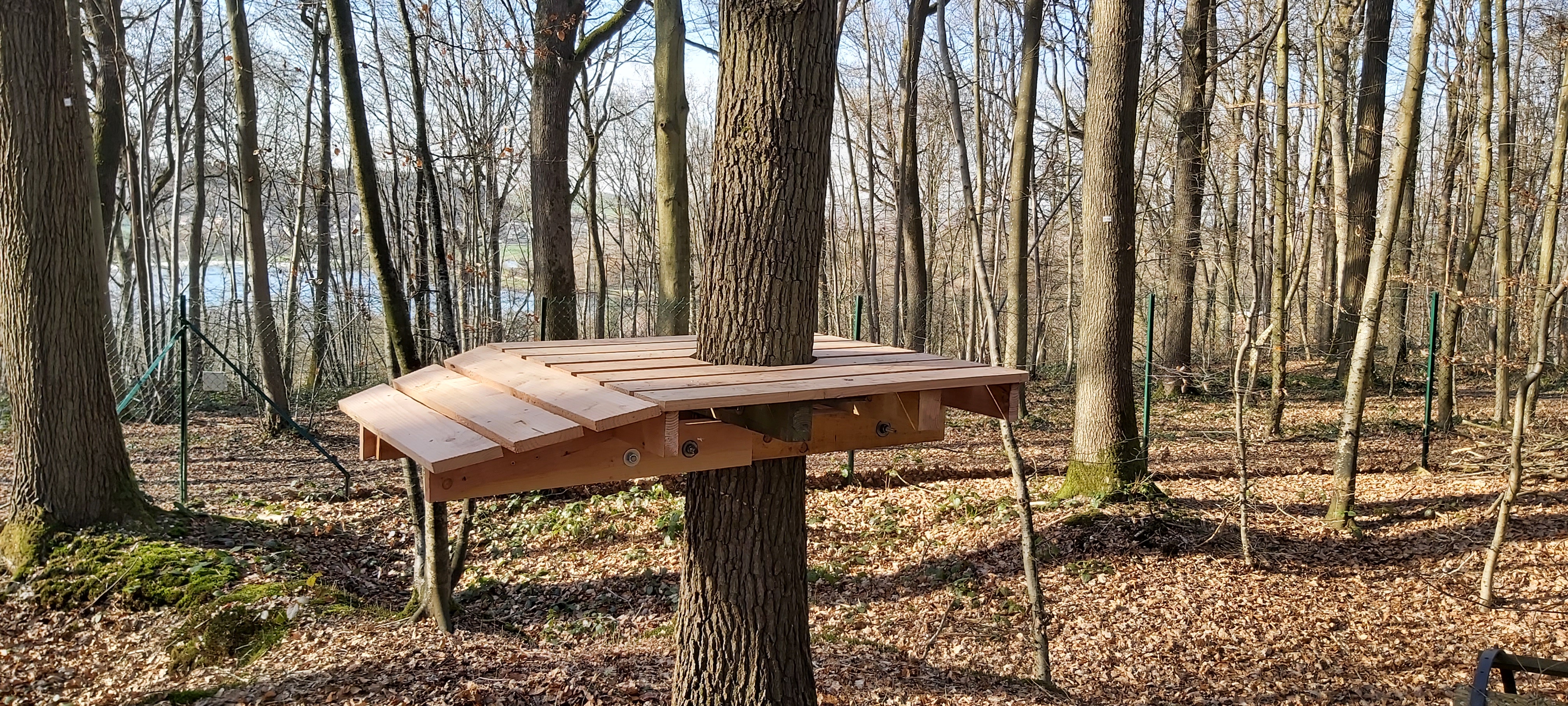 Passerelle en bois sur un arbre